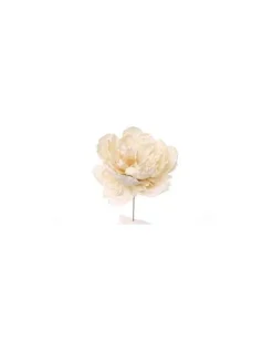 Pick Peonia Crema