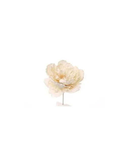 Pick Peonia Crema