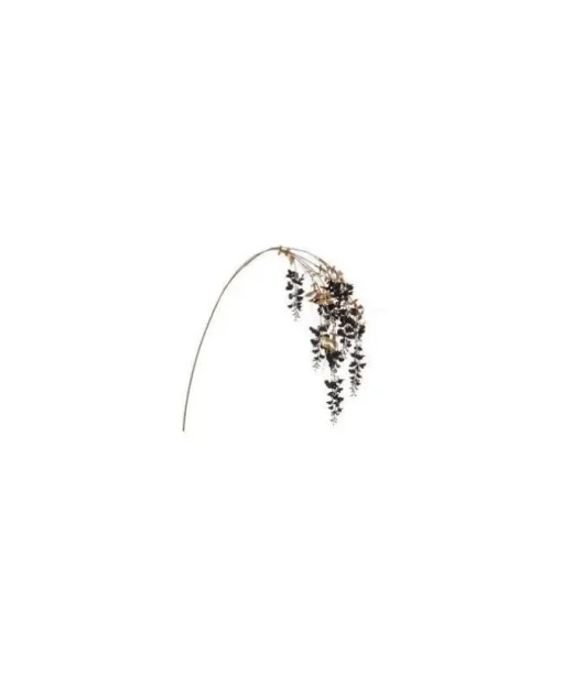 Tralcio Glicine Nero